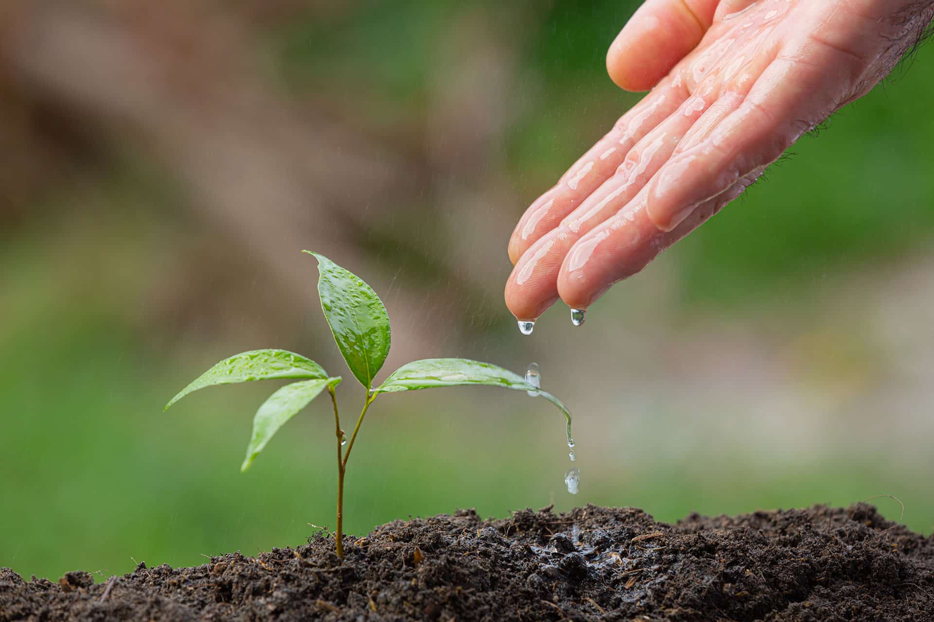 a hand is sprinkling water onto a small green plant.
