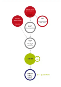 The flowchart depicts Vitakruid - Multi Day & Night® Mama's role in folate metabolism: Folate converts to DHF, THF, and 5-MTHF. Folic acid leads to UMFA, while MTHFR and cofactors assist in the process.
